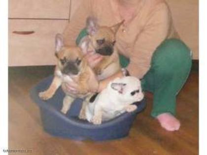 images (26) - Bulldog francez