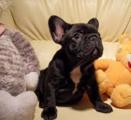 images (27) - Bulldog francez