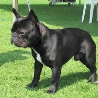 images (28) - Bulldog francez