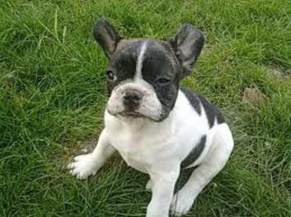 images (30) - Bulldog francez