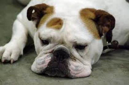 images (31) - Bulldog francez