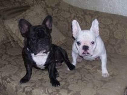 images (33) - Bulldog francez