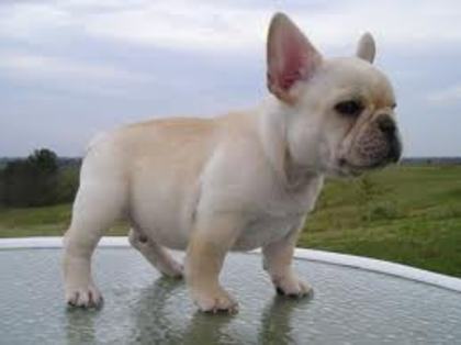 images (38) - Bulldog francez