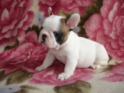 images (39) - Bulldog francez