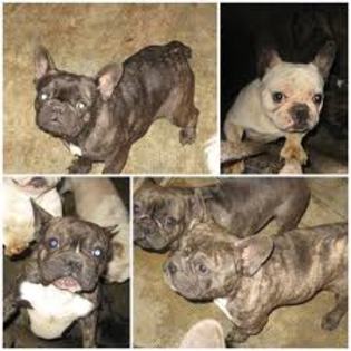 images (40) - Bulldog francez