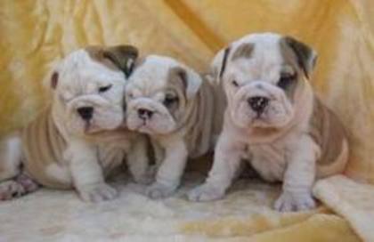 images (41) - Bulldog francez