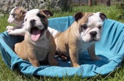 images (43) - Bulldog francez
