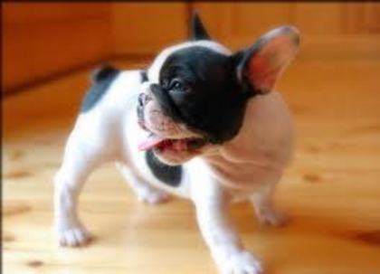 images (44) - Bulldog francez