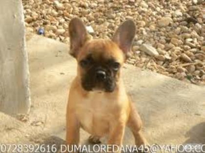 images (46) - Bulldog francez