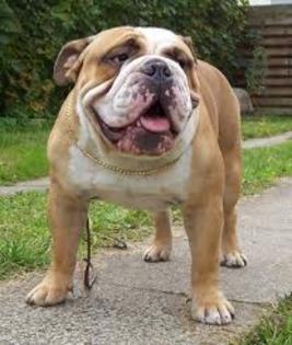 images (47) - Bulldog francez