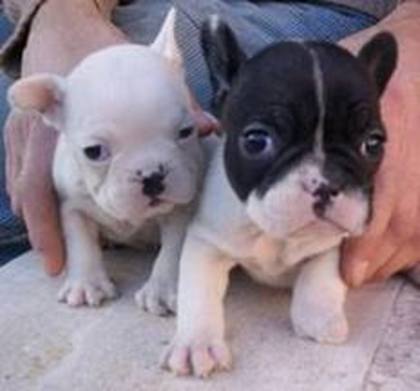 images (48) - Bulldog francez