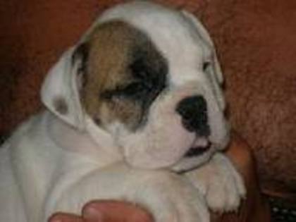 images (49) - Bulldog francez