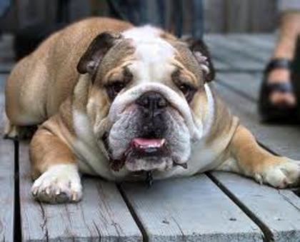 images (52) - Bulldog francez
