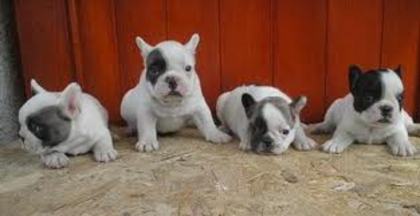 images (56) - Bulldog francez