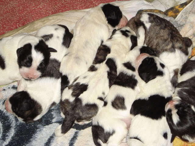 Mioritic sleeping puppies - Dosarul foto medical