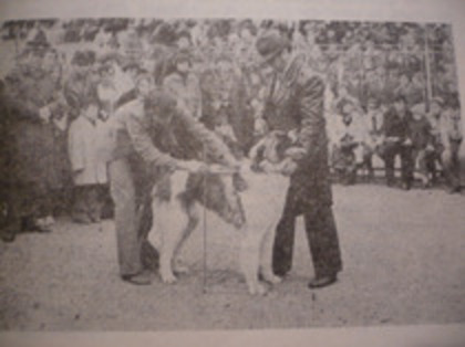 Iasi 1985 first mesurements for the mioritic breed