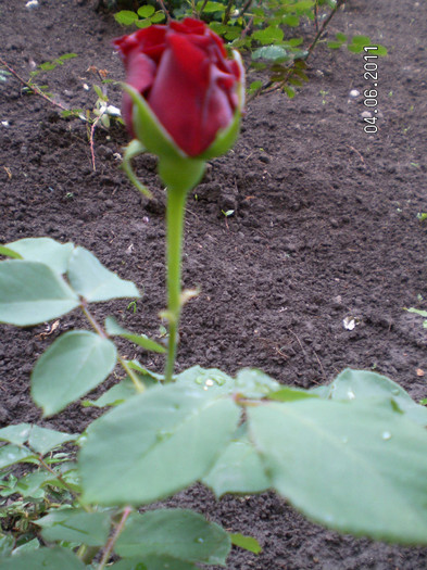 urcator rosu catifelat necunoscut 1 - Gradina de trandafiri 2011