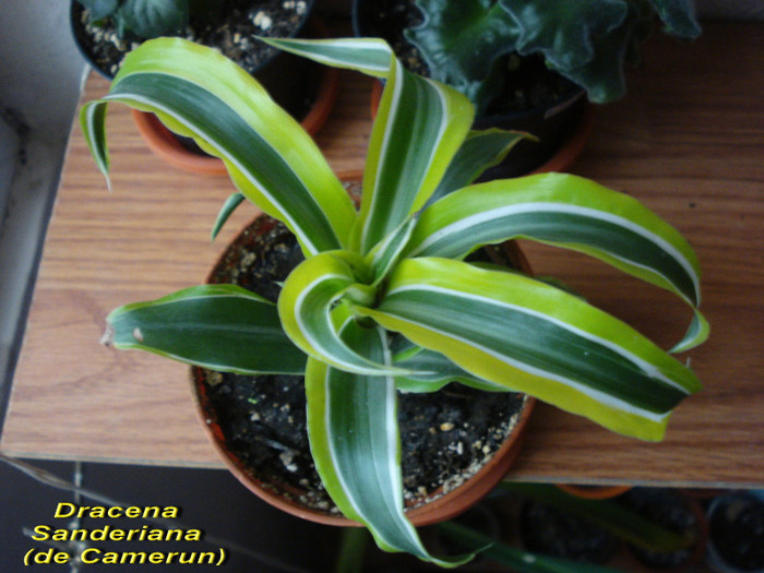 Dracena Sanderiana(de Camerun) [Cornel(21-X-2011)]