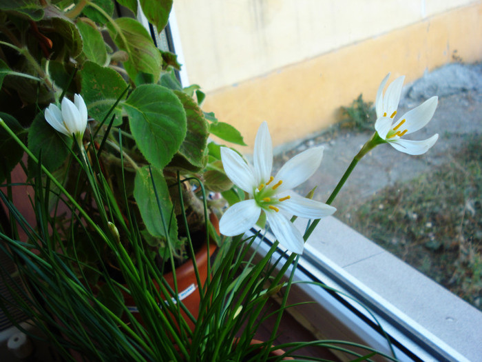 Zephyratnthes candida (20-09-2011)