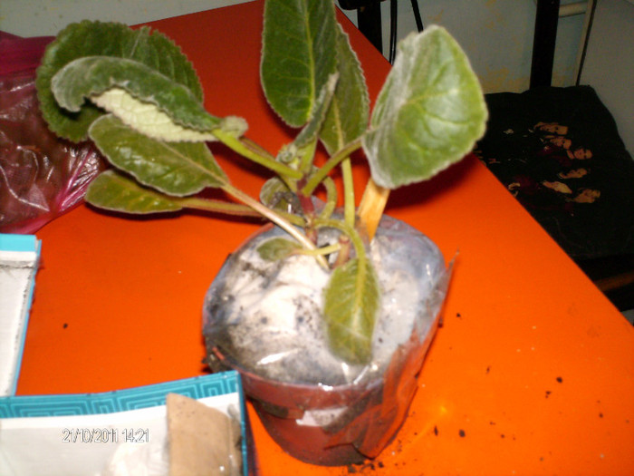 multumesc Florentina