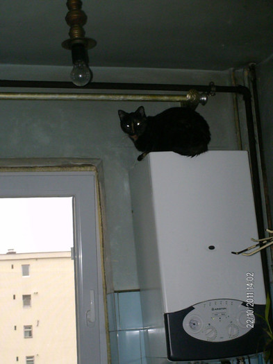 octombrie_ 026 - mita _2011