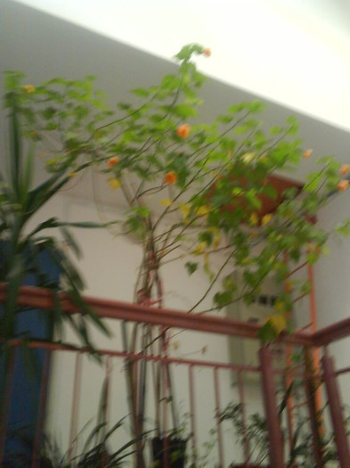 Fotografia 1134 - Flori in octombrie balcon si apartament