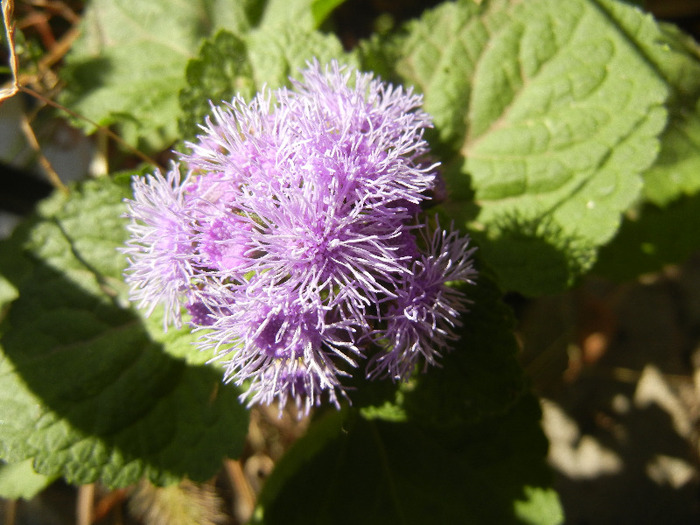 Ageratum houstonianum (2011, Oct.20)