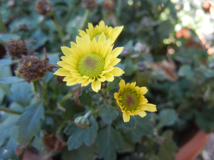 Chrysanth Picomini Yellow (2011, Oct.20) - Chrysanth Picomini Yellow