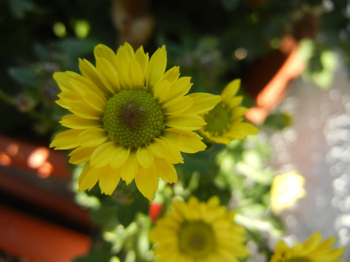 Chrysanth Picomini Yellow (2011, Oct.20) - Chrysanth Picomini Yellow