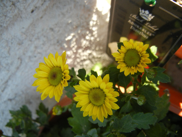 Chrysanth Picomini Yellow (2011, Oct.20) - Chrysanth Picomini Yellow