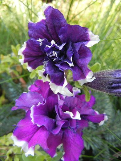 Petunia Purple Pirouette (2011, Oct.20) - PETUNIA Double