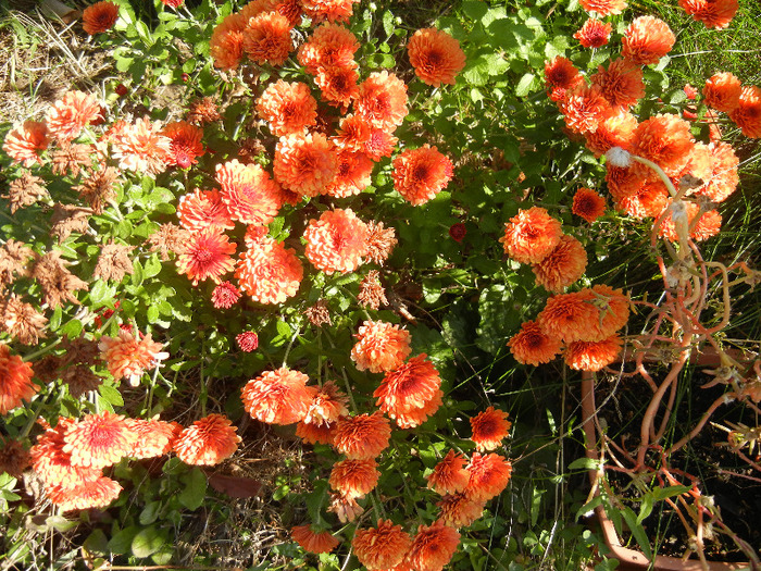 Orange Chrysanthemum (2011, Oct.20)