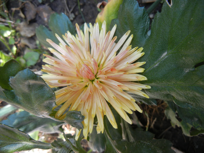 Orange Chrysanthemum (2011, Oct.20) - Orange Chrysanthemum