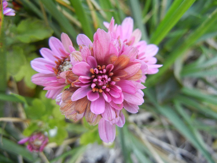 Pink Chrysanthemum (2011, Oct.20) - Pink Chrysanthemum