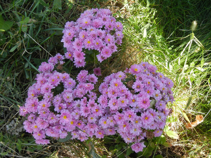 Pink Chrysanthemum (2011, Oct.20)