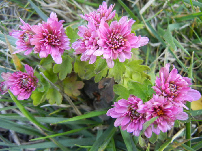 Pink Chrysanthemum (2011, Oct.20) - Pink Chrysanthemum