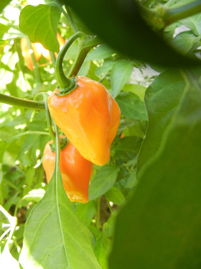 Orange Habanero Pepper (2011, Oct.20) - Habanero Orange