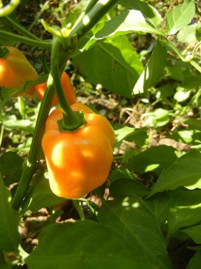 Orange Habanero Pepper (2011, Oct.20)