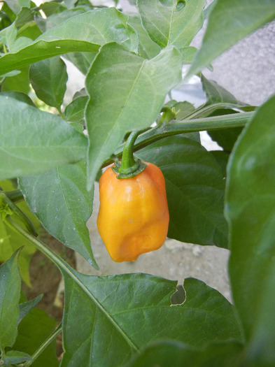 Orange Habanero Pepper (2011, Oct.20)