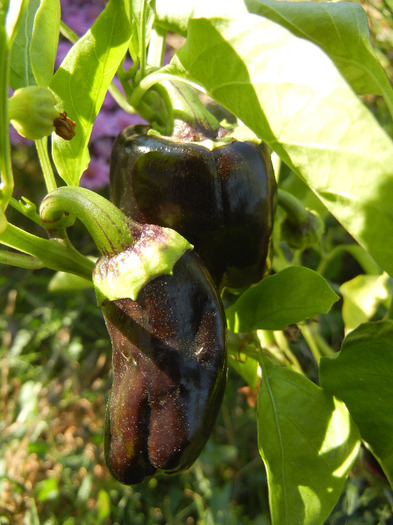 Bell Pepper Purple Flame (2011, Oct.20) - Purple Flame Pepper