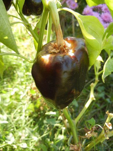 Bell Pepper Purple Flame (2011, Oct.20) - Purple Flame Pepper