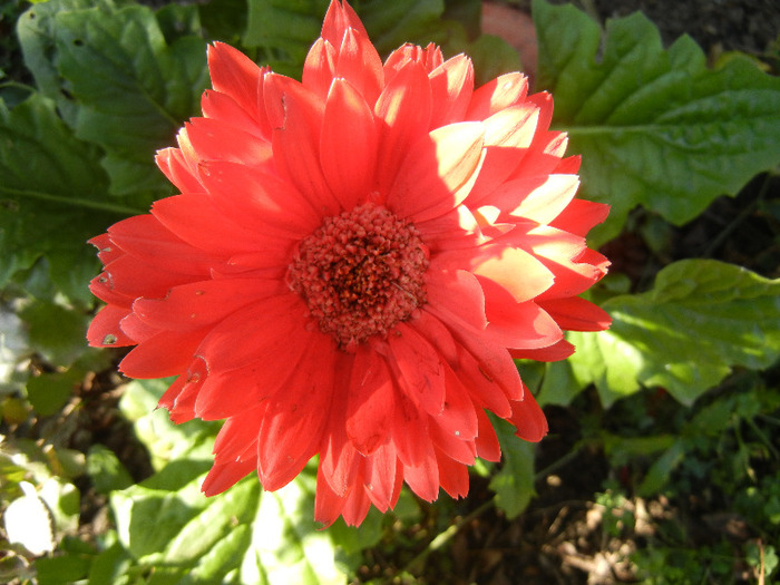 Red Gerbera (2011, October 20) - Gerbera Red