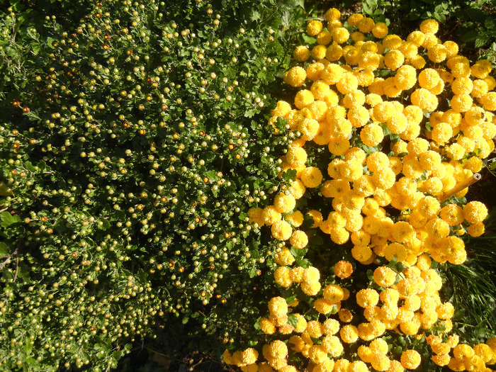 Yellow Chrysanthemum (2011, Oct.20)