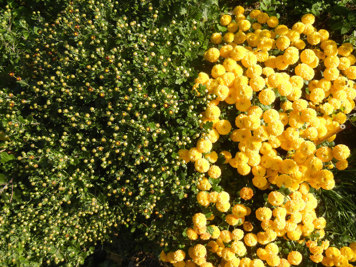 Yellow Chrysanthemum (2011, Oct.20) - Yellow Chrysanthemum