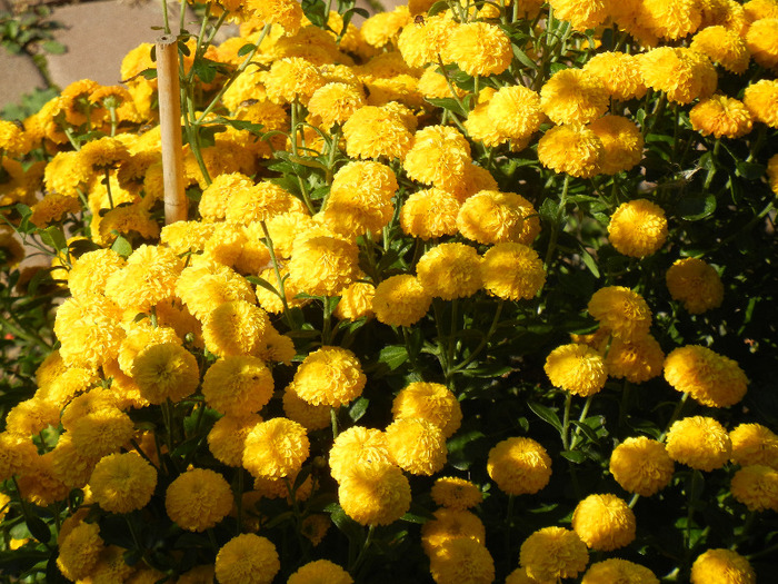 Yellow Chrysanthemum (2011, Oct.20) - Yellow Chrysanthemum