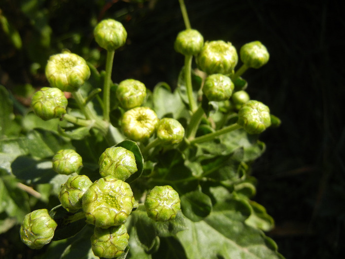 Chrysanthemums (2011, Oct.20)