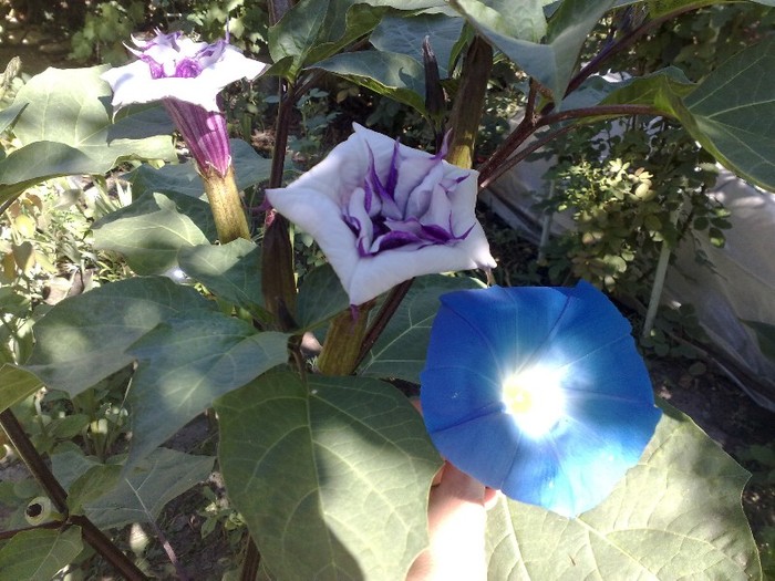 75 - Brugmansia si datura