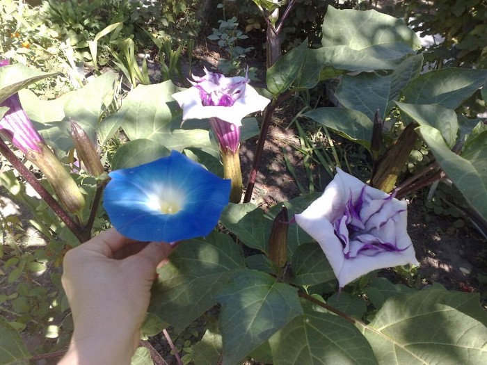 74 - Brugmansia si datura