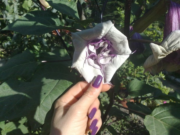 17 - Brugmansia si datura