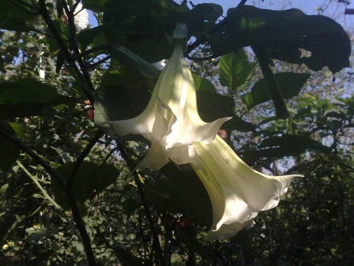 97 - Brugmansia si datura